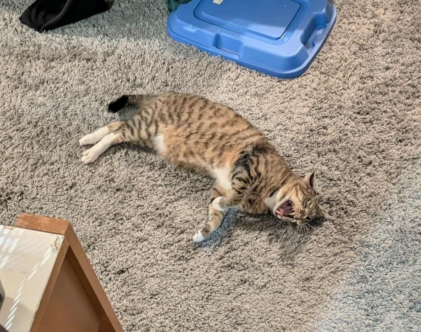 Enlarge Catrick, a Adoptable mixed breed in Toronto, ON image 4/6