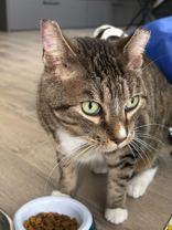 Enlarge Catrick, a Adoptable mixed breed in Toronto, ON image 4/6