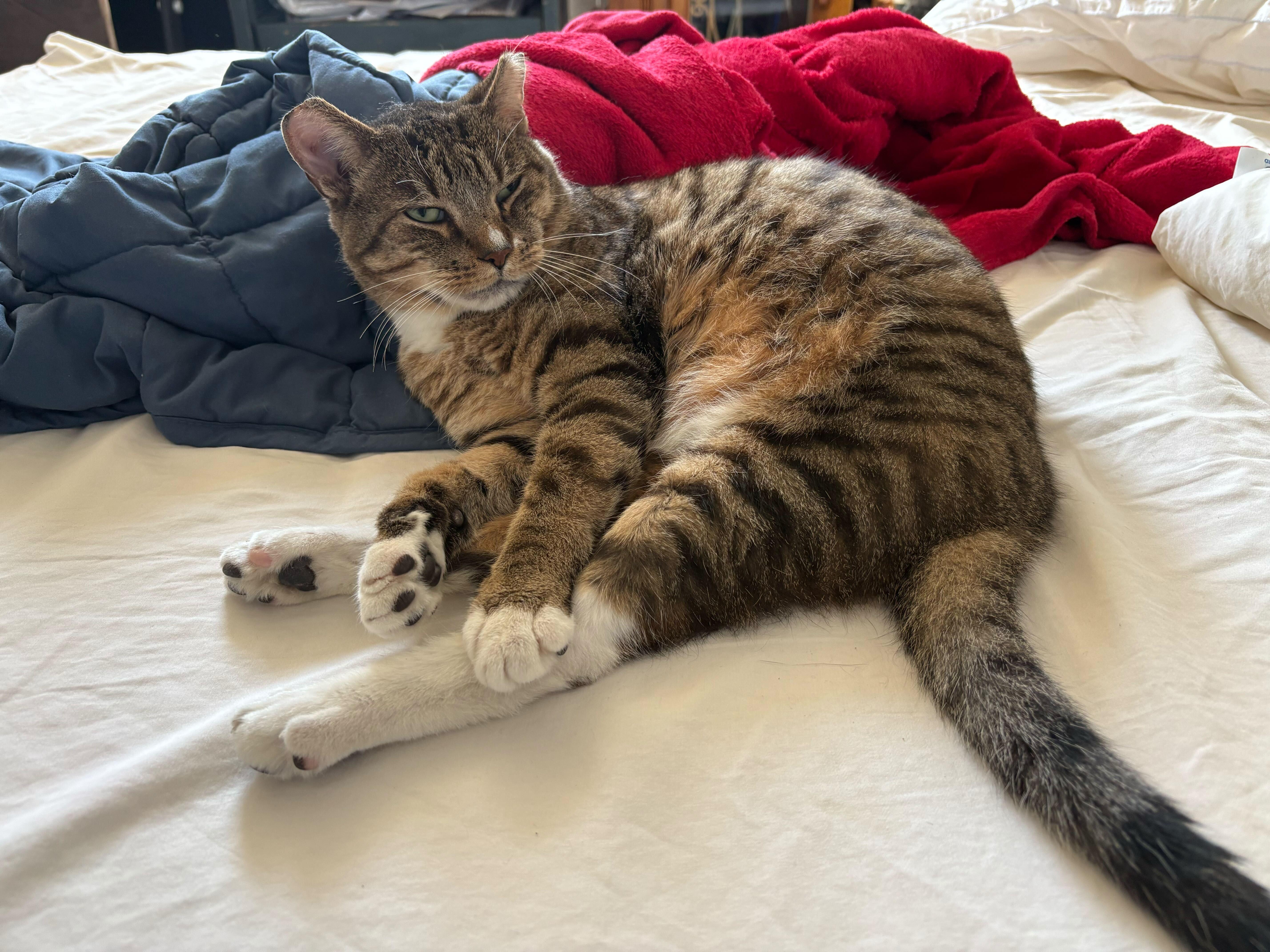 Enlarge Catrick, a Adoptable mixed breed in Toronto, ON image 6/6