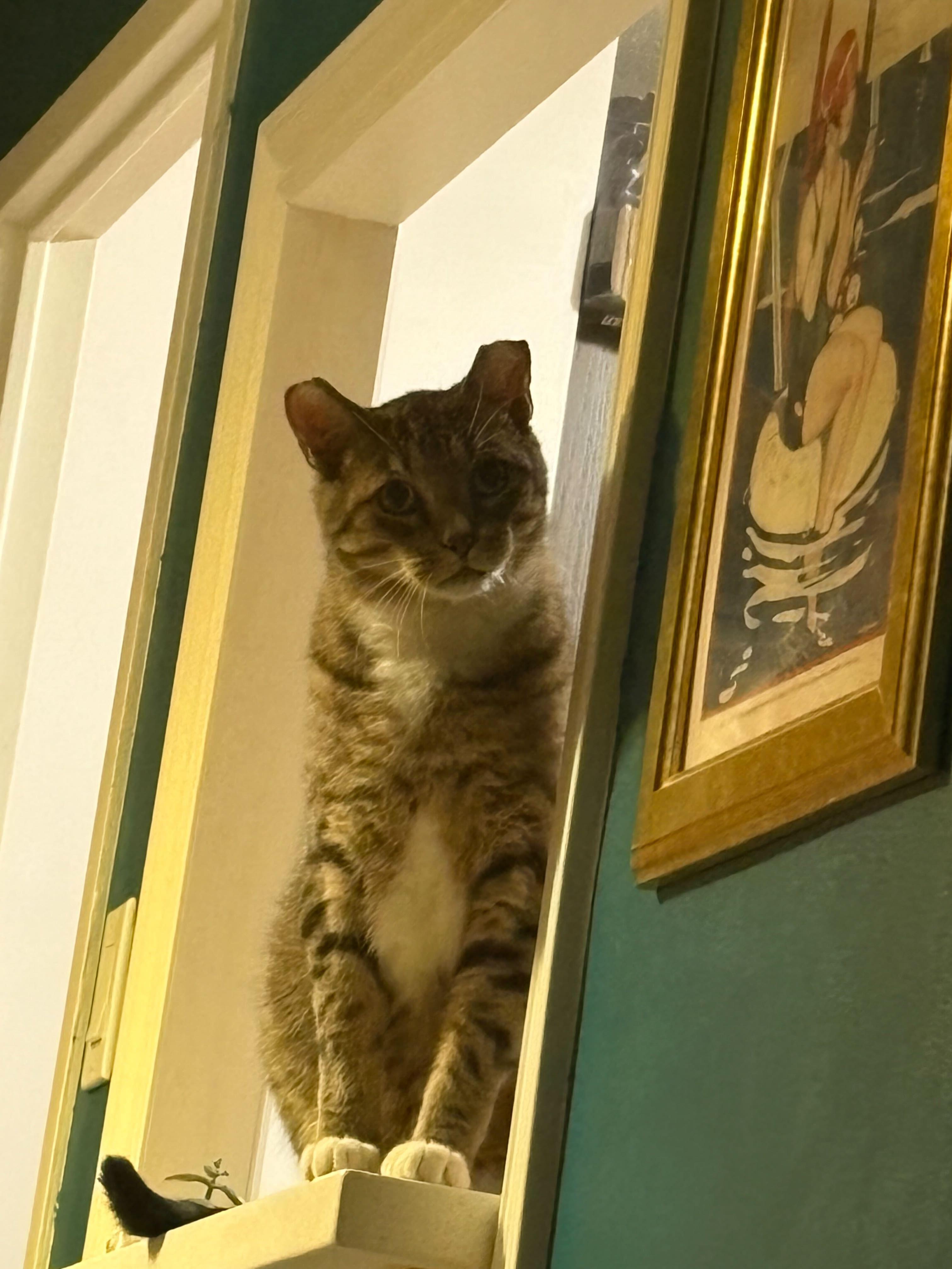 Enlarge Catrick, a Adoptable mixed breed in Toronto, ON image 3/6