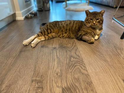 Enlarge Catrick, a Adoptable mixed breed in Toronto, ON image 3/6