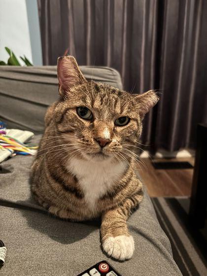 Enlarge Catrick, a Adoptable mixed breed in Toronto, ON image 1/6