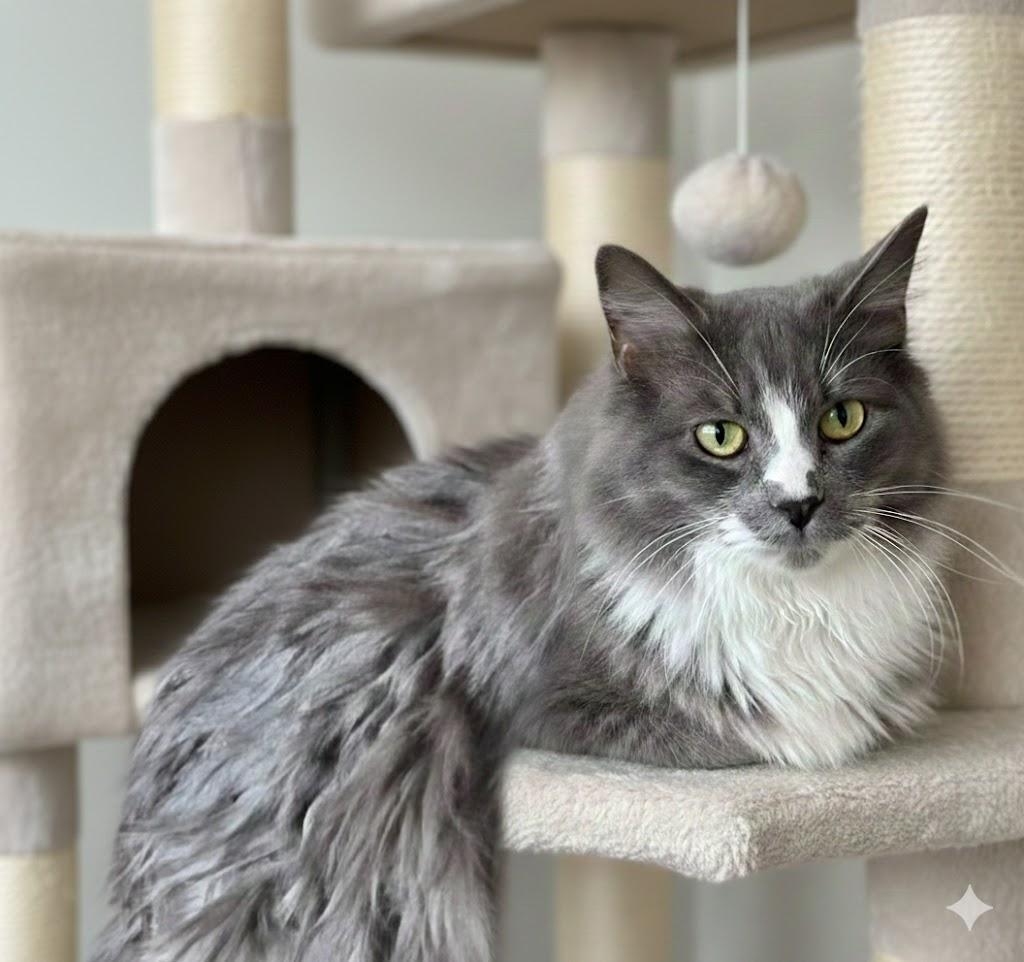 Enlarge Blaize, a ADOPTABLE Domestic Long Hair in Saint George, UT image 1/1