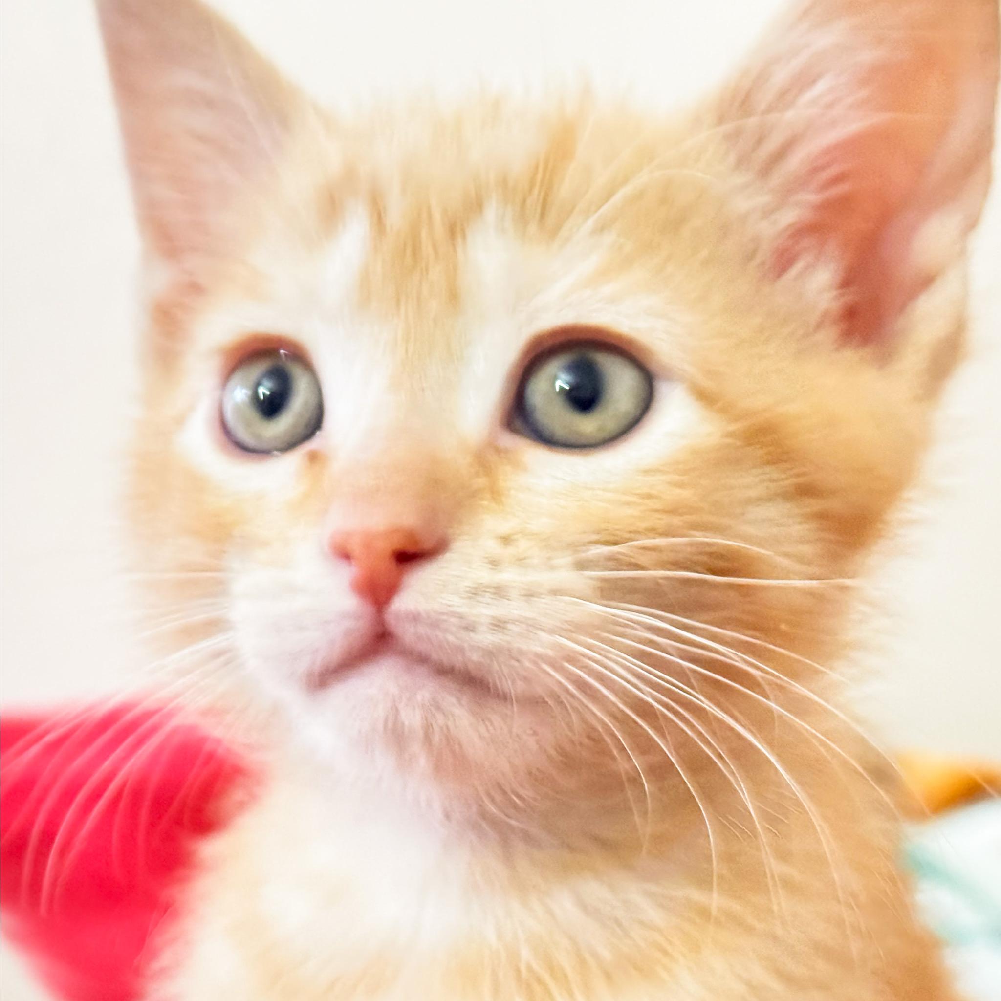 Samwise [and Frodo], Adopted, Kitten Male Domestic Short Hair.