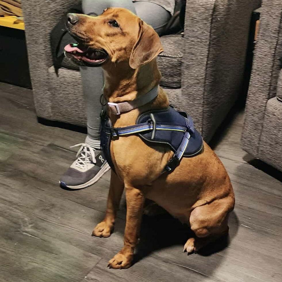 Laia, Adoptable, Young Female Labrador Retriever & Hound.