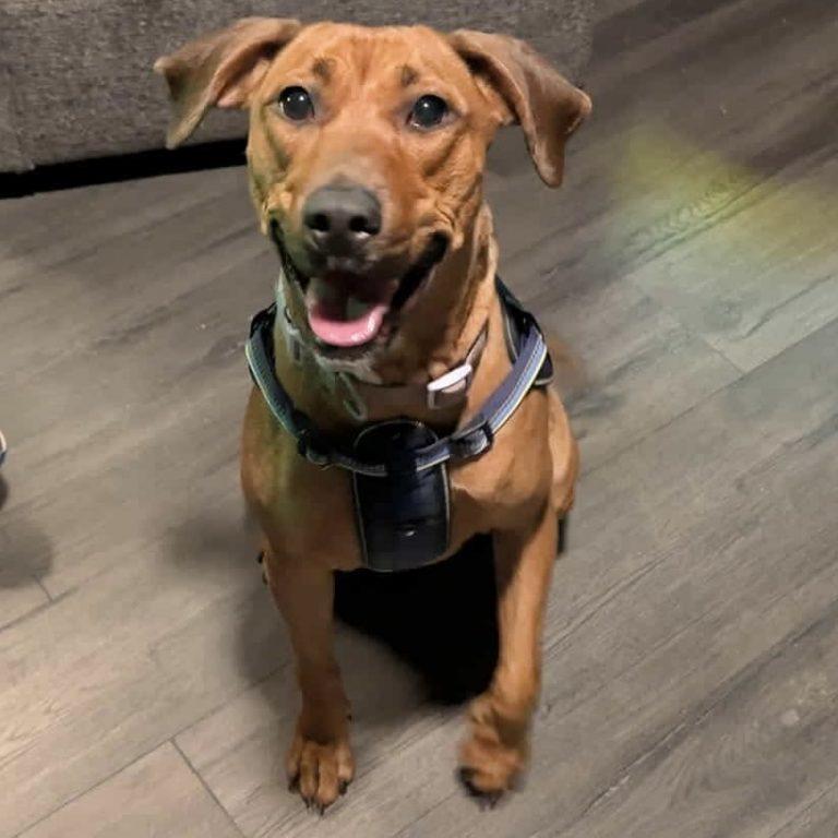 Laia, a Adoptable mixed breed in Raleigh, NC image 2/3