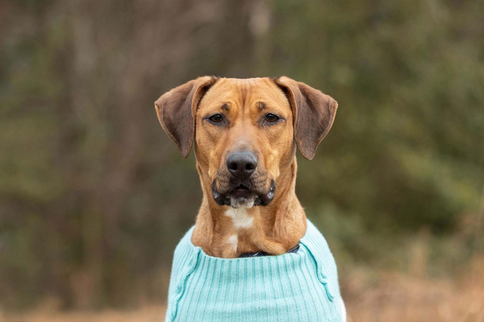 Laia, Adoptable, Young Female Labrador Retriever & Hound.