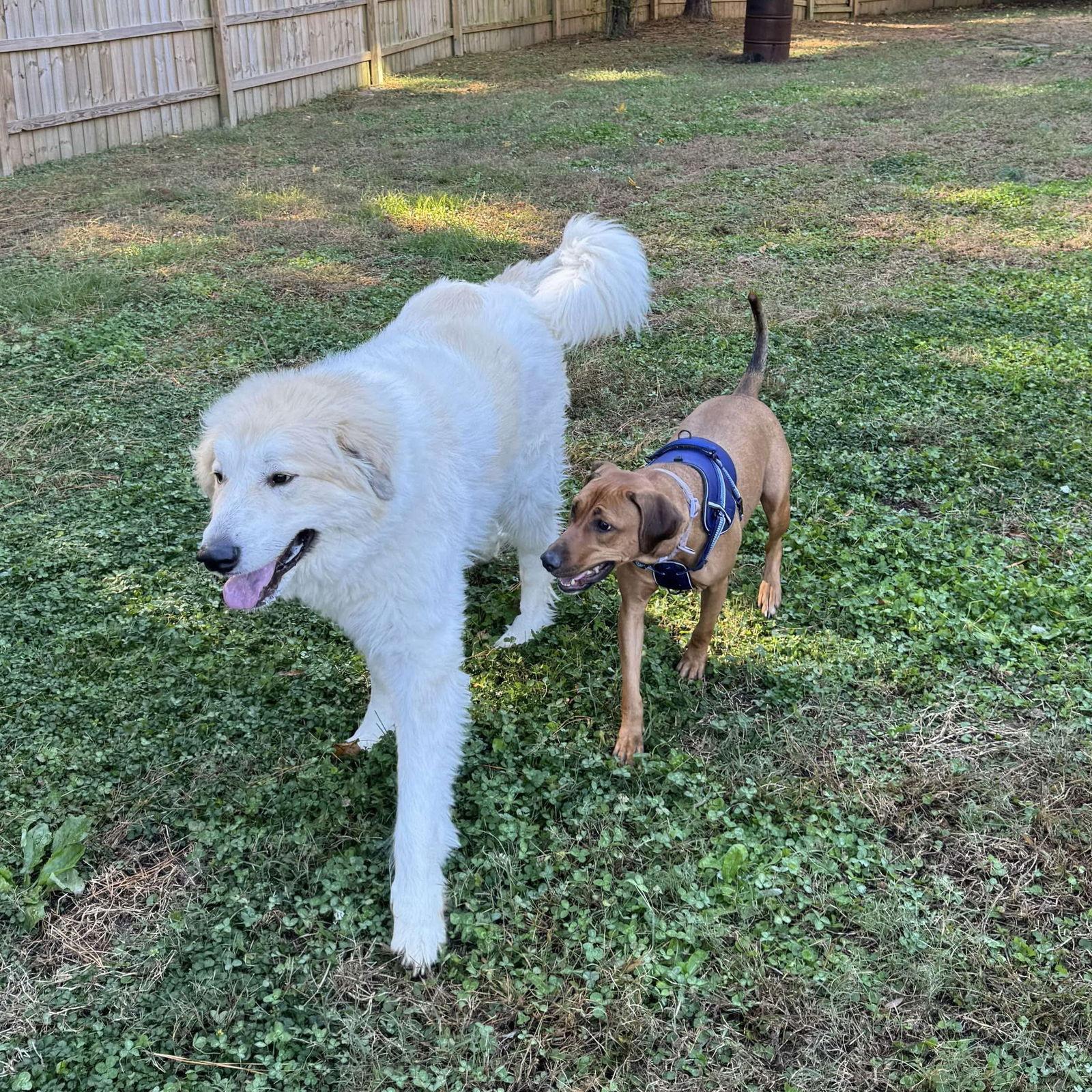 Laia, a Adoptable mixed breed in Raleigh, NC image 3/3