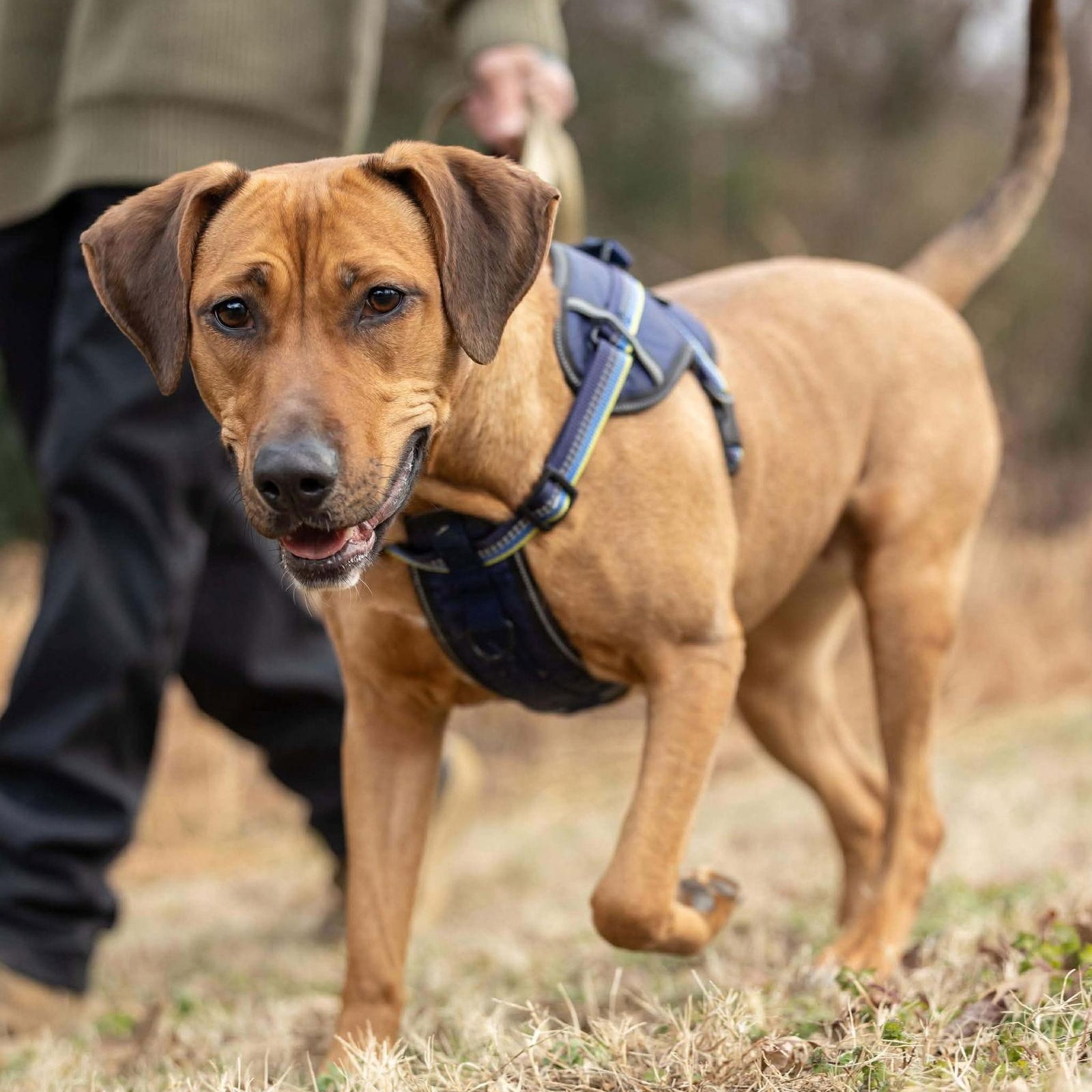 Laia, Adoptable, Young Female Labrador Retriever & Hound.