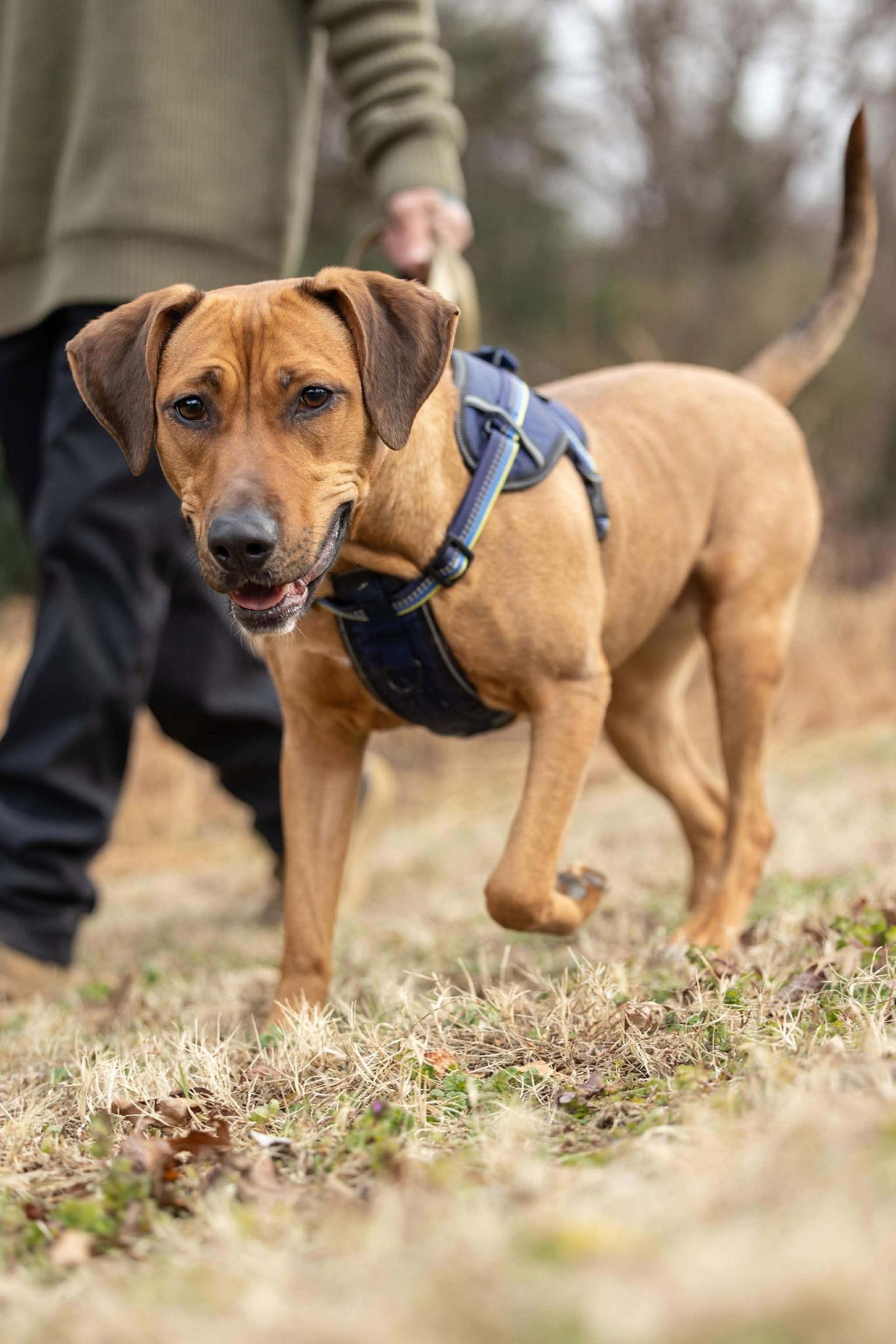 Enlarge Laia, a Adoptable mixed breed in Raleigh, NC image 2/3