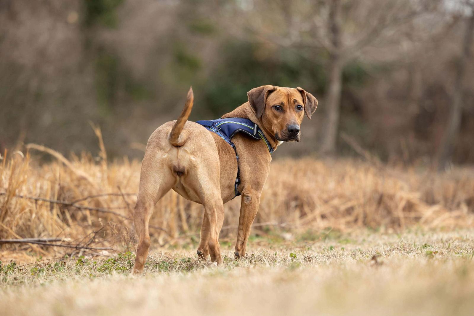 Enlarge Laia, a Adoptable mixed breed in Raleigh, NC image 3/3