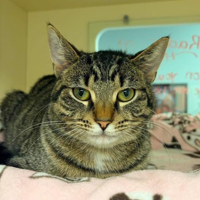 Radar, Adoptable, Young Male Domestic Short Hair.