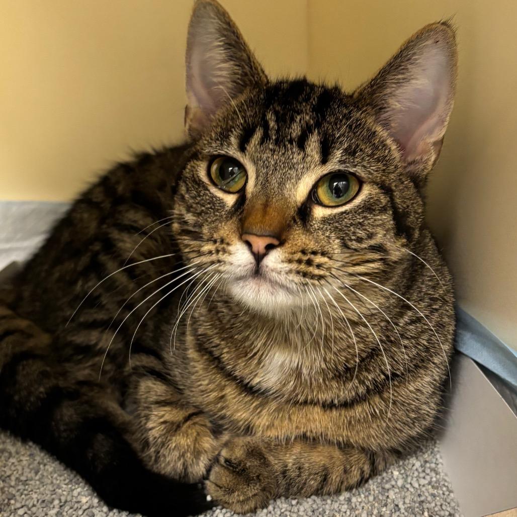 Radar, a Adoptable Domestic Short Hair in Naperville, IL image 2/3