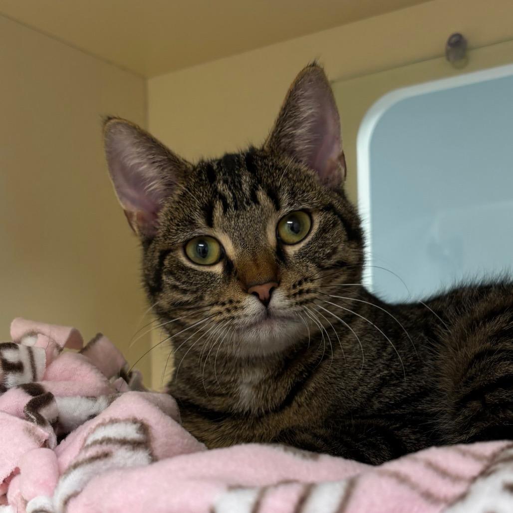 Radar, a Adoptable Domestic Short Hair in Naperville, IL image 3/3