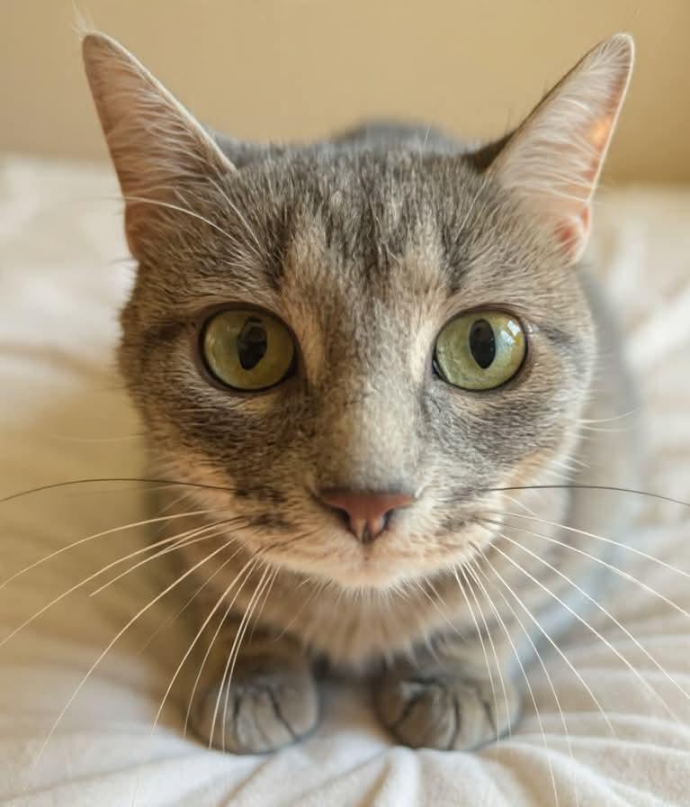 Enlarge Silver, an adopted mixed breed in Parma, OH image 1/1