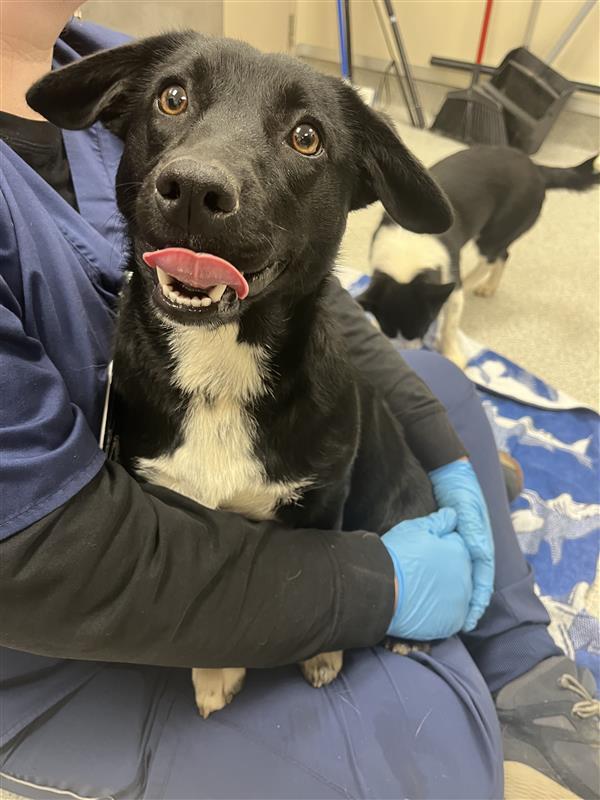 Velma, Adopted, Adult Female Cardigan Welsh Corgi.