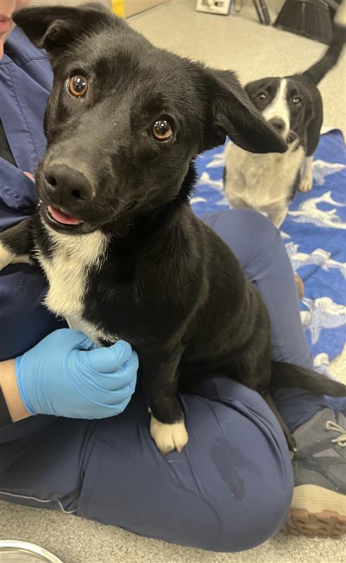 Enlarge Velma, a Adopted Cardigan Welsh Corgi in Elk Grove, CA image 2/3