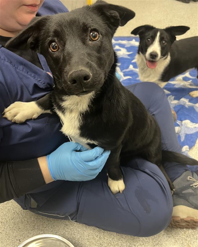 Enlarge Velma, a Adopted Cardigan Welsh Corgi in Elk Grove, CA image 3/3