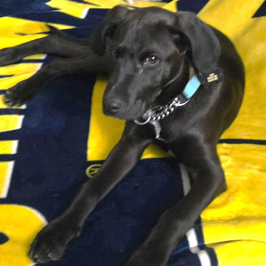 Bear, Adoptable, Puppy Male Mixed Breed.