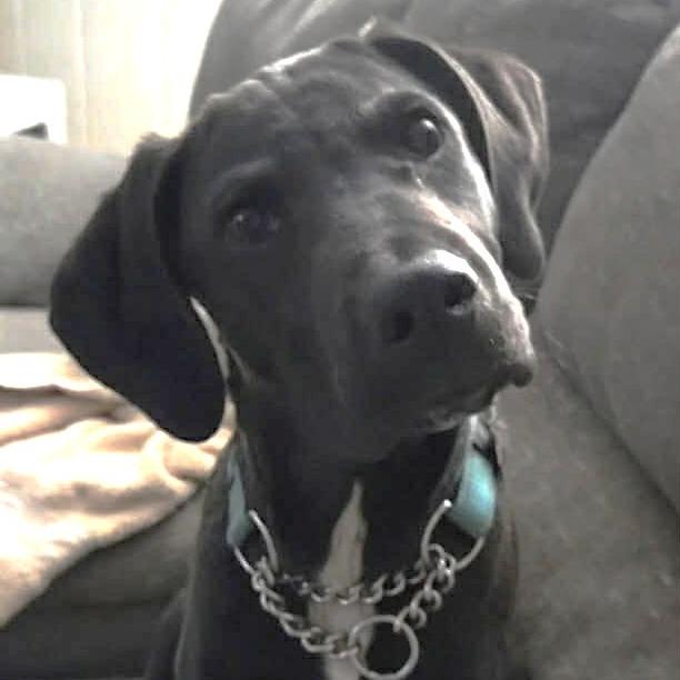 Enlarge Bear, a Adoptable Mixed Breed in Joliet, IL image 2/2