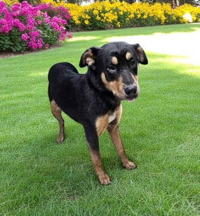 Chico HR, Adoptable, Adult Male Shepherd.