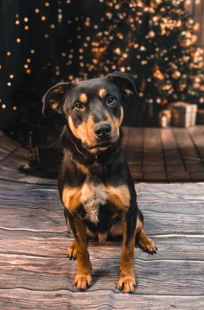 Chico HR, a Adoptable Shepherd in Sullivan, IN image 2/2