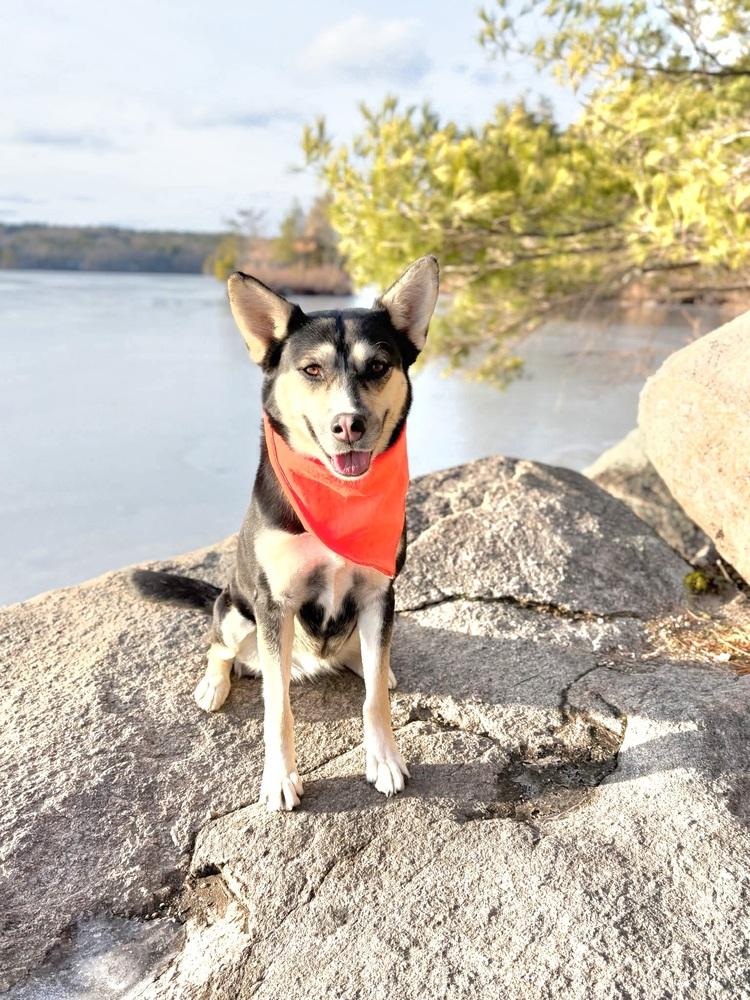 Arabella, Adoptable, Adult Female Australian Kelpie & Husky.