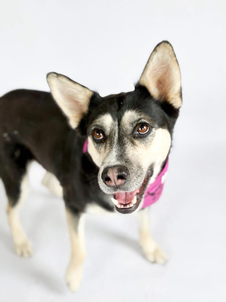 Enlarge Arabella, a Adoptable mixed breed in Saugus, MA image 1/6