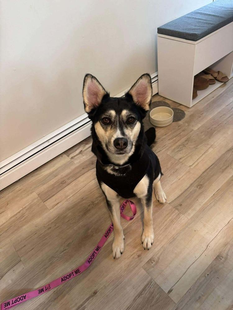 Enlarge Arabella, a Adoptable mixed breed in Saugus, MA image 2/6