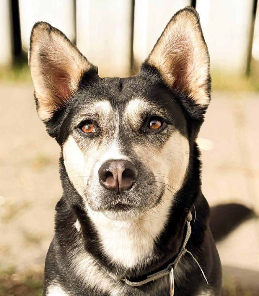 Enlarge Arabella, a Adoptable mixed breed in Saugus, MA image 3/6