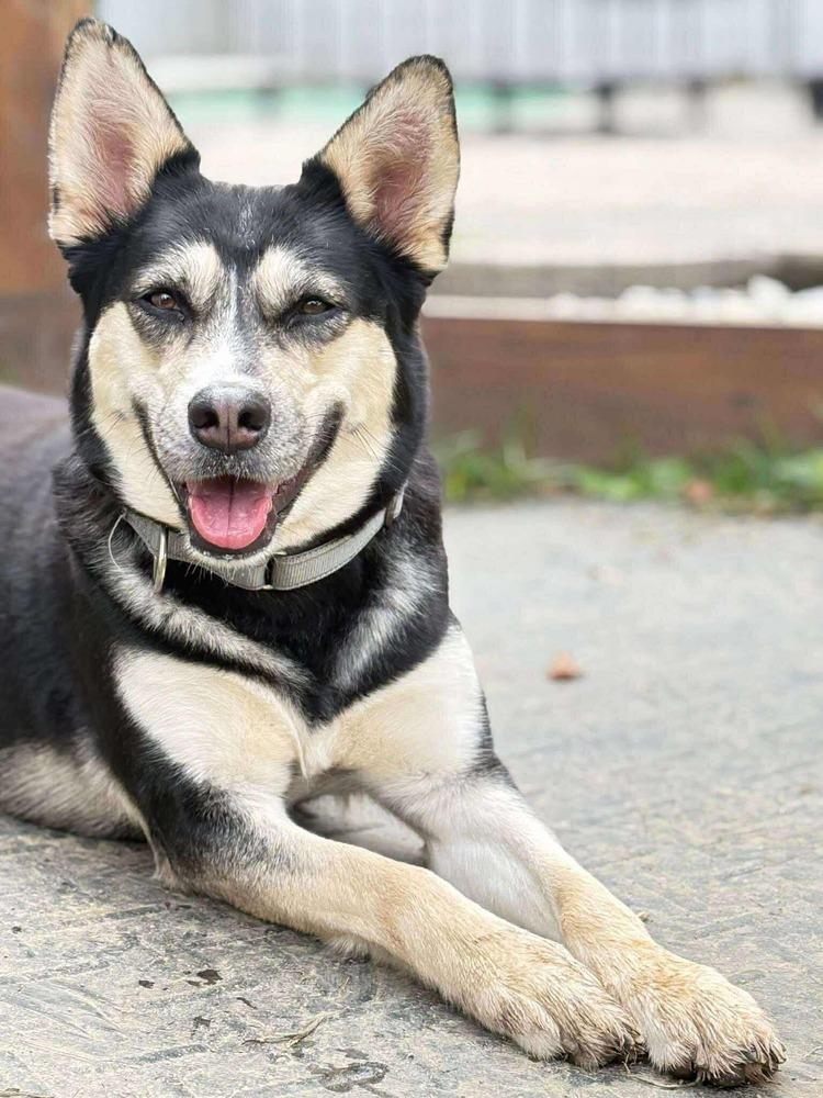 Enlarge Arabella, a Adoptable mixed breed in Saugus, MA image 4/6