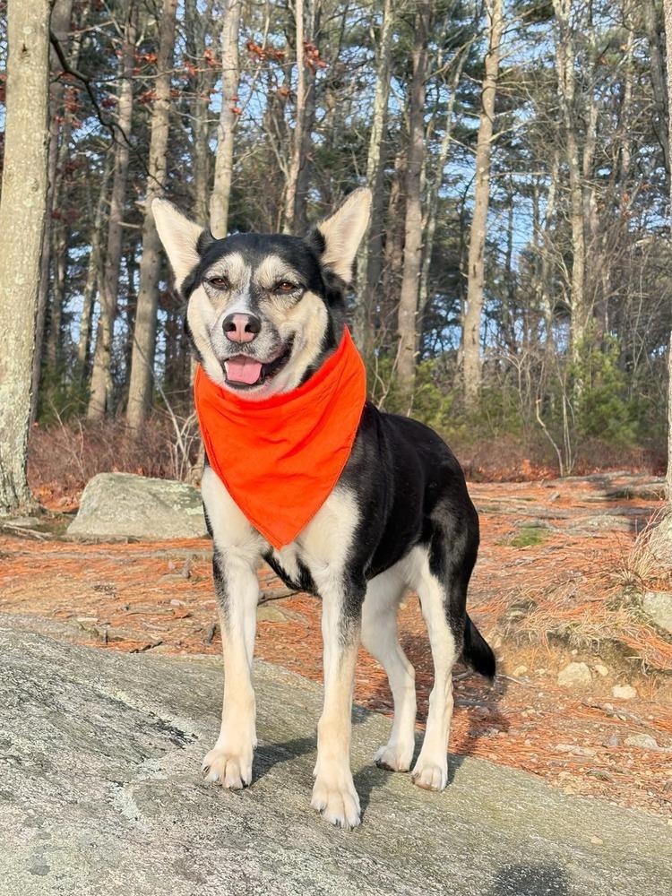 Enlarge Arabella, a Adoptable mixed breed in Saugus, MA image 4/6