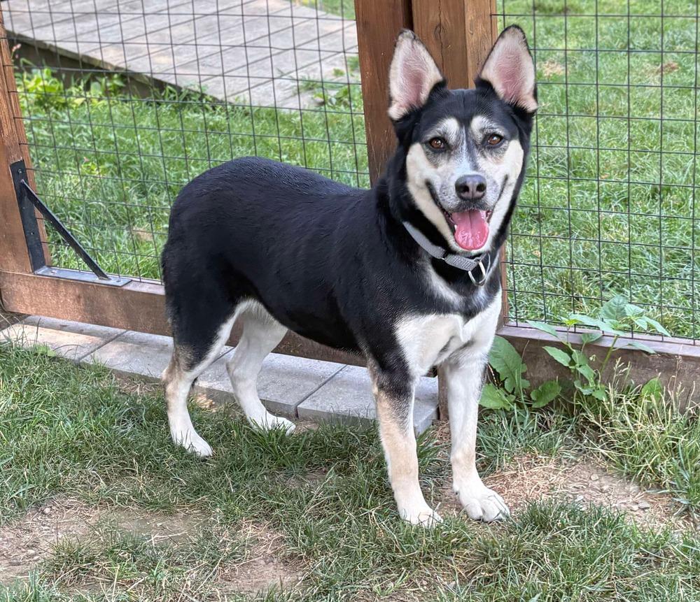 Enlarge Arabella, a Adoptable mixed breed in Saugus, MA image 5/6