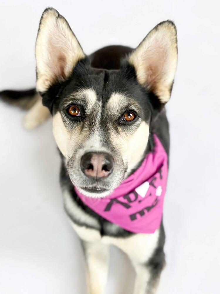 Enlarge Arabella, a Adoptable mixed breed in Saugus, MA image 6/6