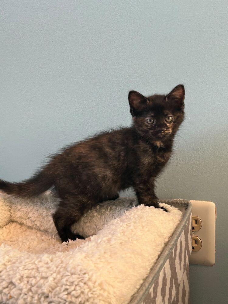 Mocha, Adoptable, Kitten Female Domestic Short Hair.