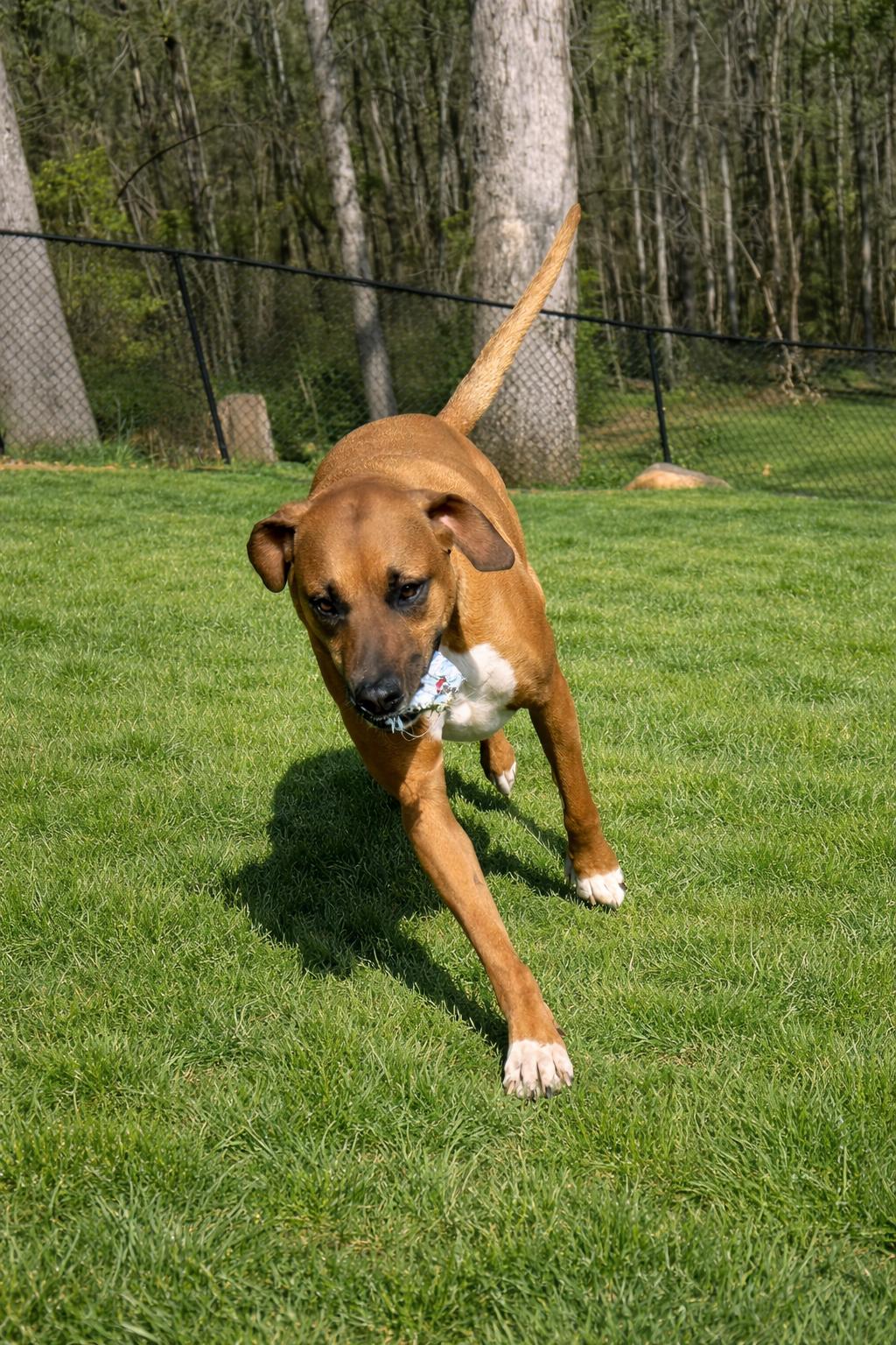 Enlarge Eggnog, a Adoptable mixed breed in Kings Mountain, NC image 6/6