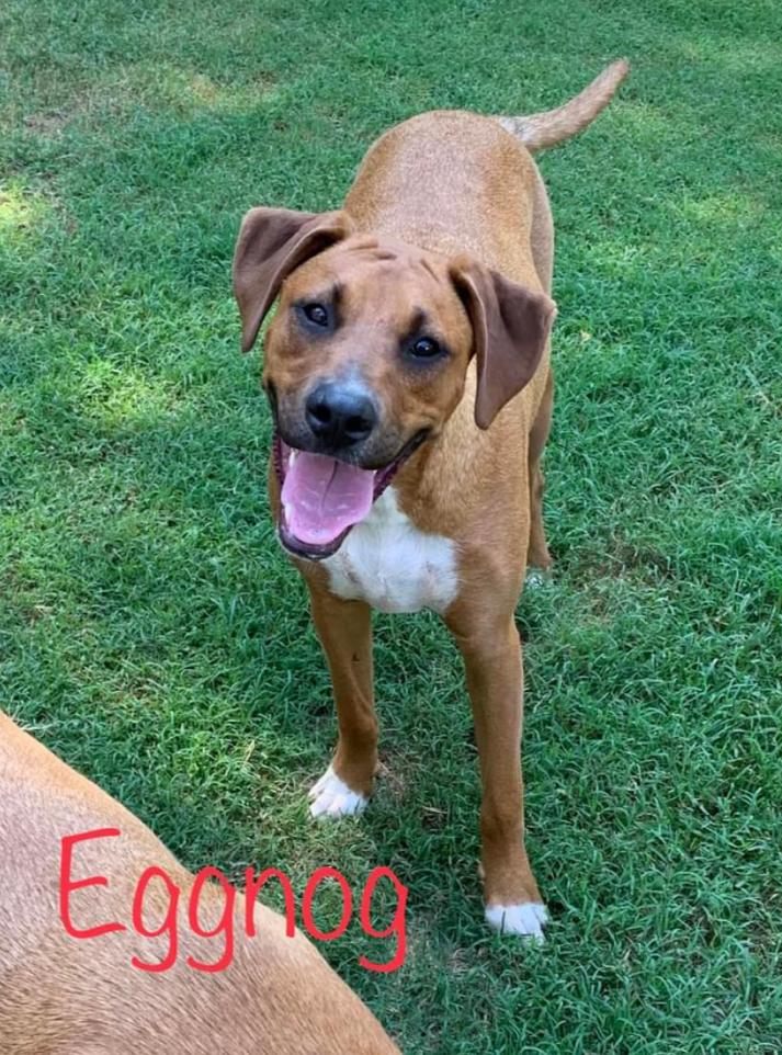 Eggnog, a Adoptable mixed breed in Kings Mountain, NC image 1/5