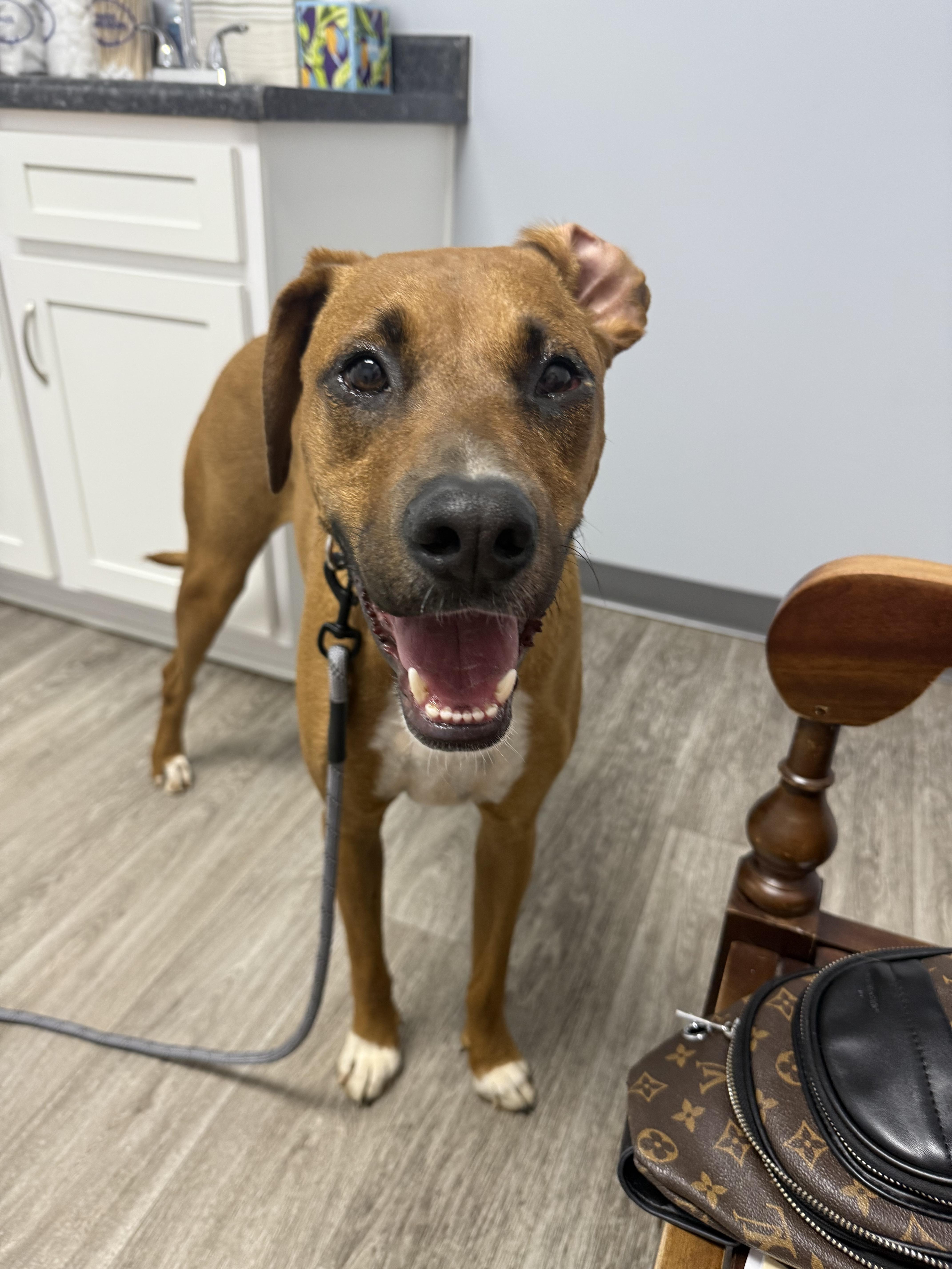 Eggnog, a Adoptable mixed breed in Kings Mountain, NC image 5/5