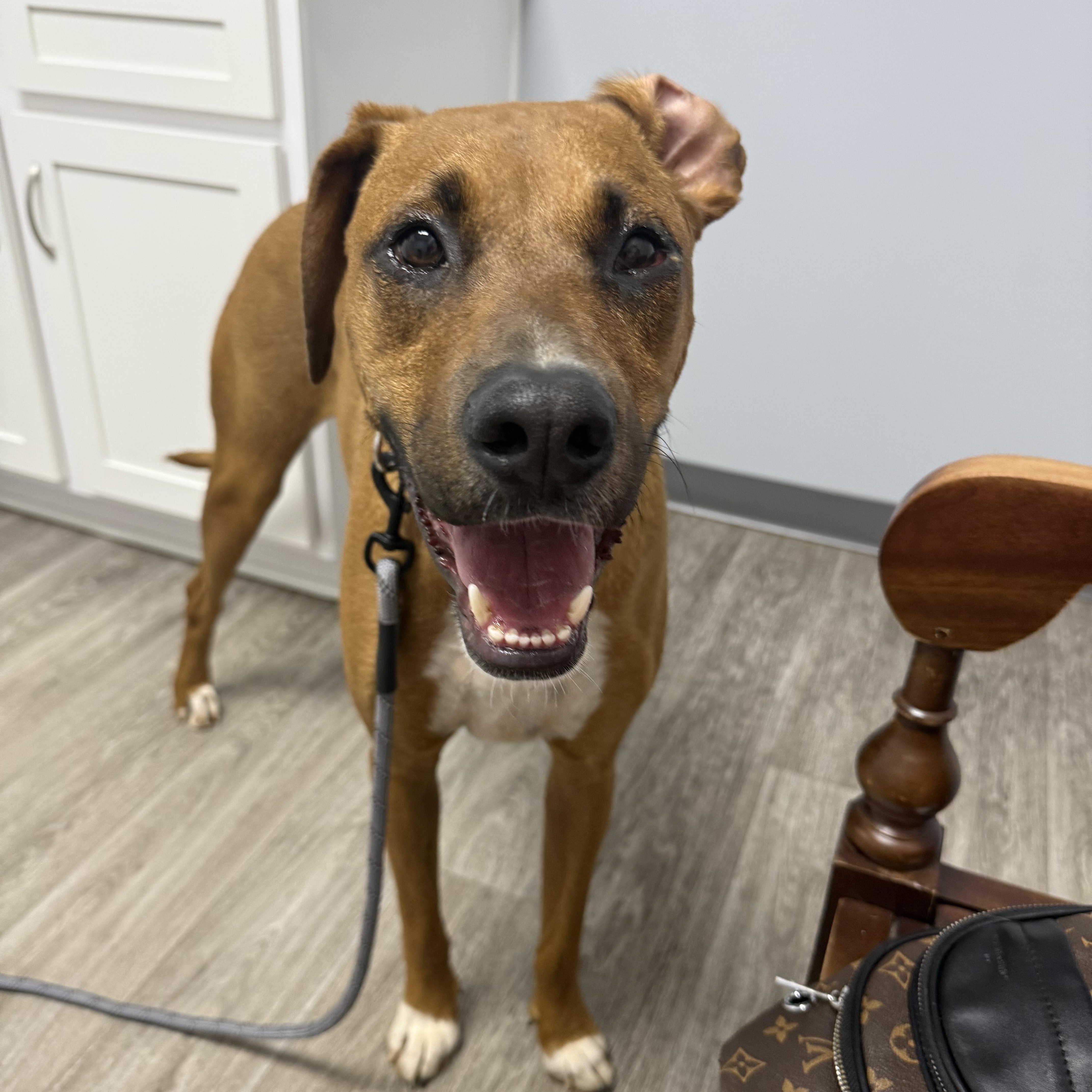 Enlarge Eggnog, a Adoptable mixed breed in Kings Mountain, NC image 5/6