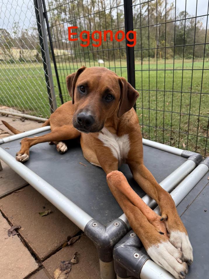 Eggnog, a Adoptable mixed breed in Kings Mountain, NC image 2/5