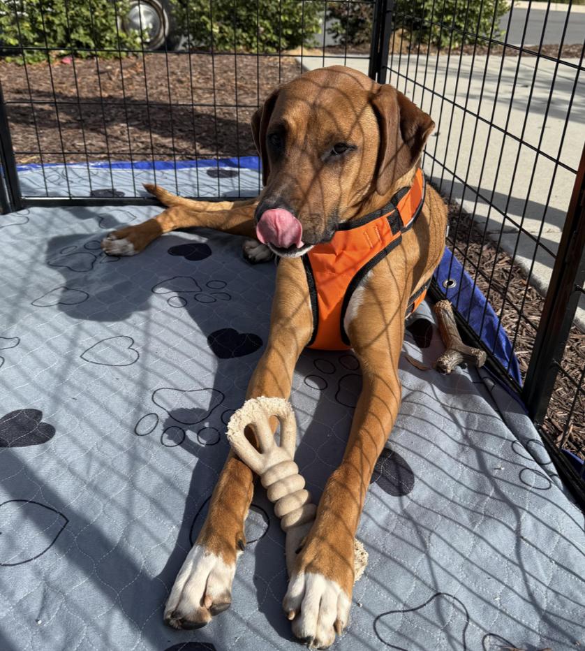 Eggnog, a Adoptable mixed breed in Kings Mountain, NC image 3/5