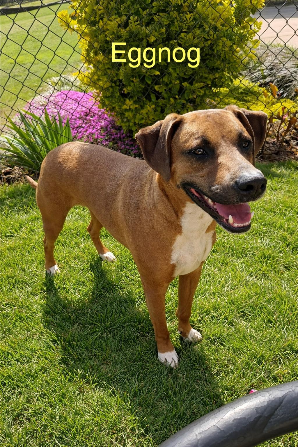 Eggnog, Adoptable, Adult Male Hound.