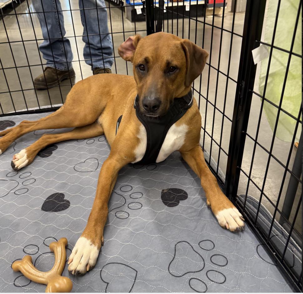 Eggnog, a Adoptable mixed breed in Kings Mountain, NC image 4/5