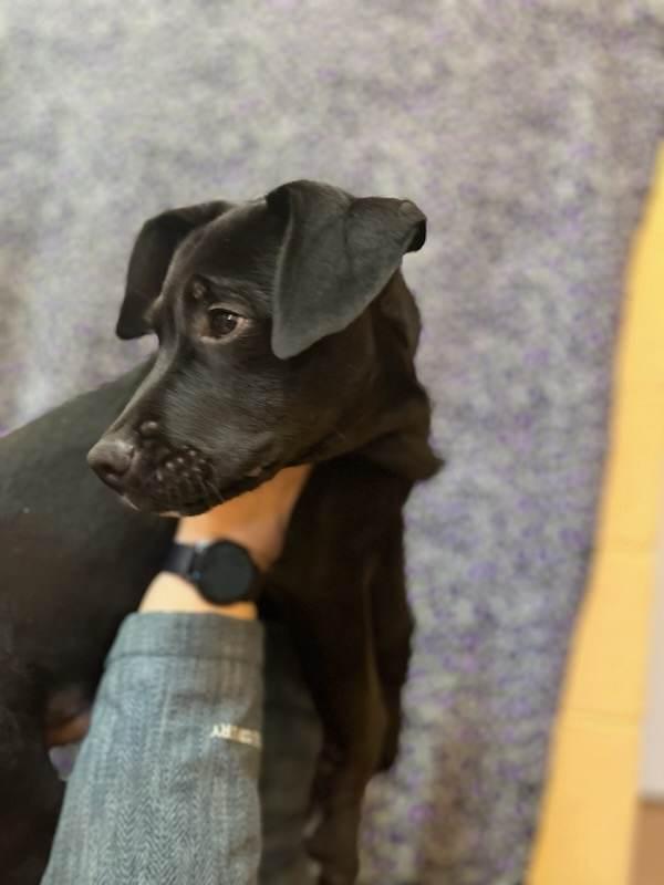 Waylon, Adopted, Young Male Labrador Retriever.