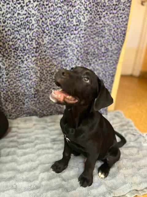 Enlarge Waylon, a Adopted Labrador Retriever in Orangeburg, SC image 2/3