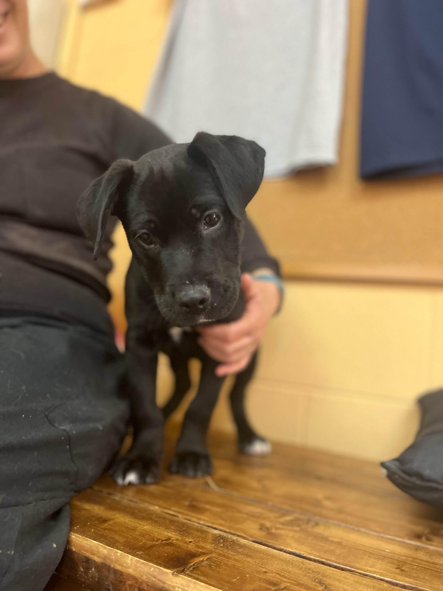 Enlarge Waylon, a Adopted Labrador Retriever in Orangeburg, SC image 3/3