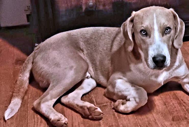 Enlarge Pepsi, a Adoptable Treeing Walker Coonhound in Rutherfordton, NC image 1/3