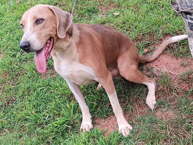 Enlarge Pepsi, a Adoptable Treeing Walker Coonhound in Rutherfordton, NC image 2/3