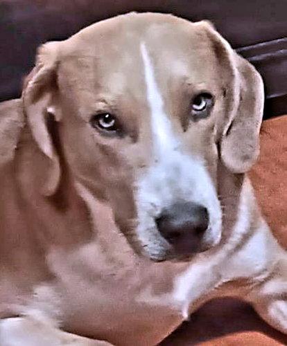 Enlarge Pepsi, a Adoptable Treeing Walker Coonhound in Rutherfordton, NC image 3/3