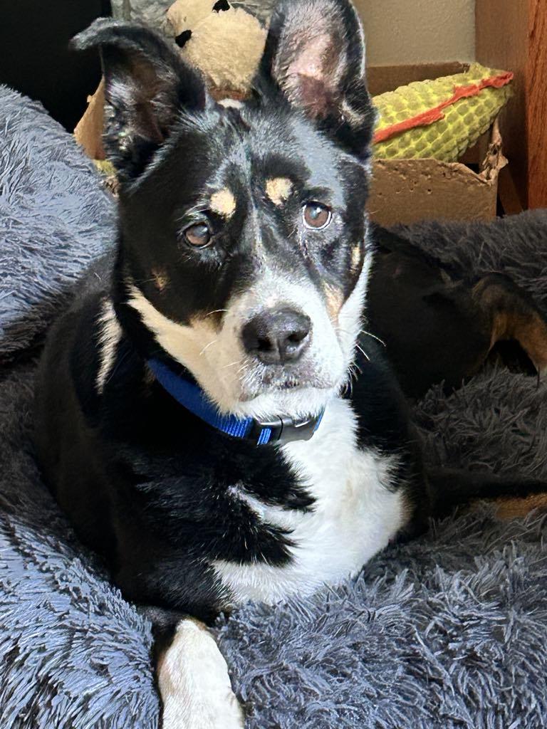 Hi - Im Lady Im an adorable 7-year-old could be younger tri-colored Border Collie mix in need o